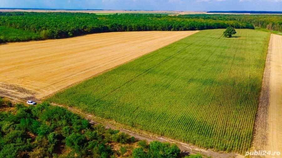 Teren de 46600 mp, în Tămădău Mare