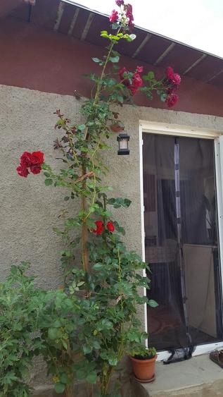 Casă cu 3 camere cu Teren 348 Mp în Central