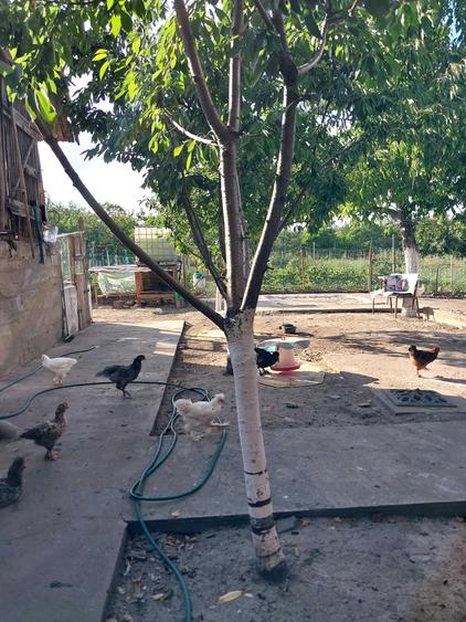 Casă cu 3 camere în Gurba