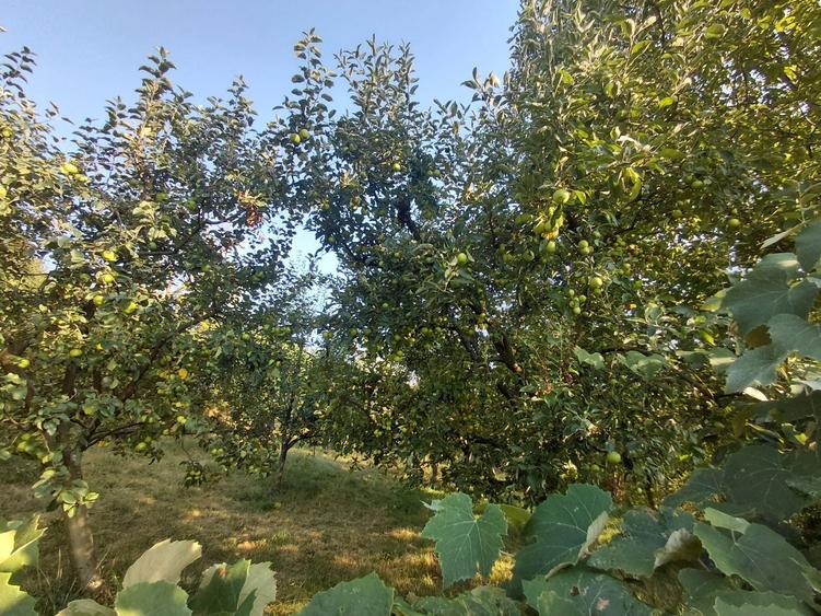 Teren de 1450 mp, în Bungard