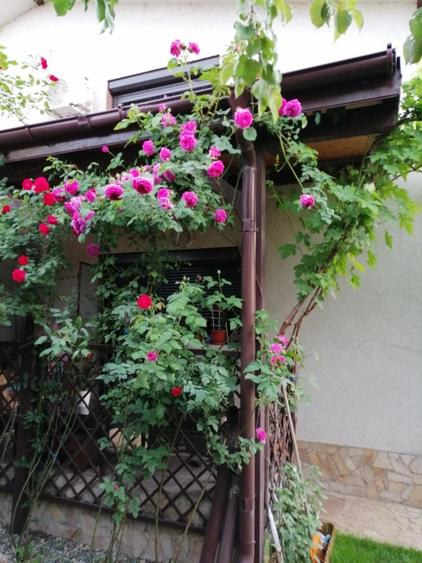 Casă cu 4 camere în Berceni