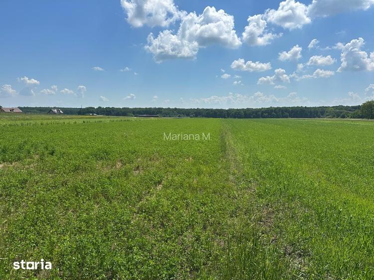 Teren de vanzare Adancata - Suceava, 97 ari - extravilan/intravilan