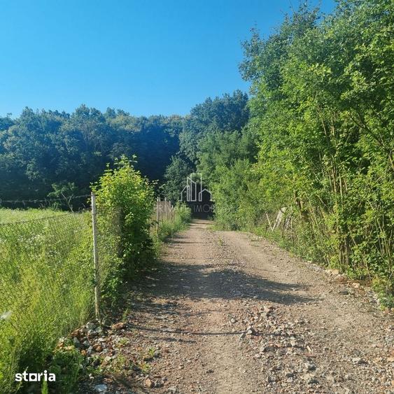 Teren Extravilan/Padure 90 000 Mp de Vanzare Zona Corunca/Acatari - 2