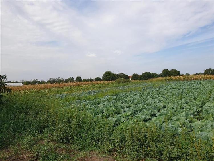 Teren intravilan in Bors cu front la 2 strazi si utilitati - 3