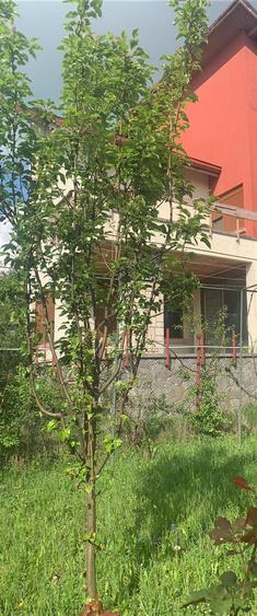 Statiunea  Breaza Vanzare Vila(Pensiune)+10 camere Comision 0% Cumparator! - 9