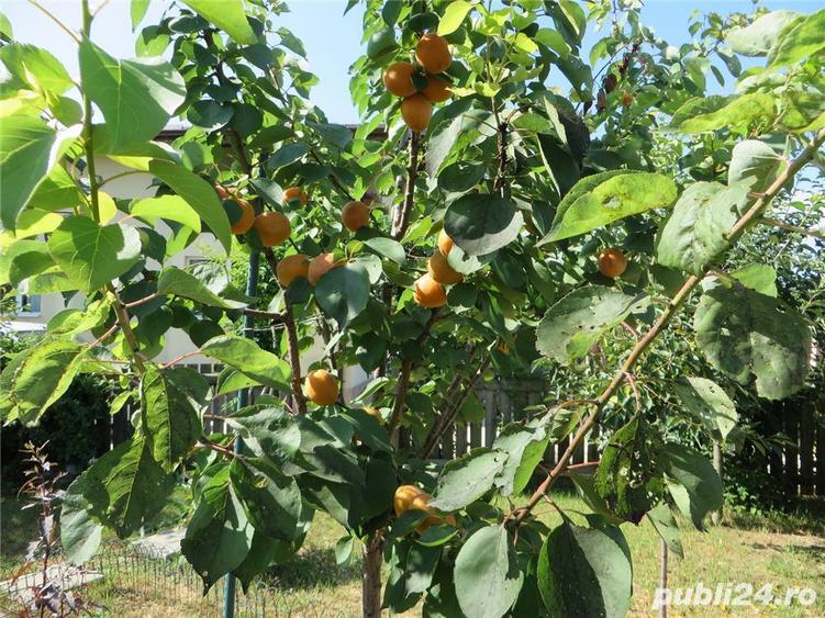 Casa (vila) de vanzare in Popesti-Mihailesti, jud. Giurgiu - 4