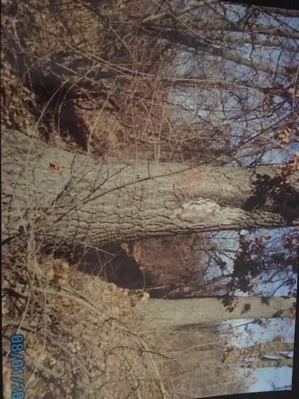 Teren forestier fag stejar veche de 150 ani - 3