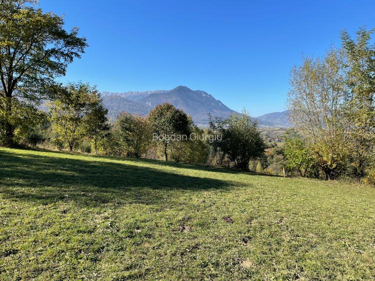 Teren intravilan loturi intre 500 si 1000 m la 5 km de Moieciu Teren intravilan loturi intre 500 si 1000 m la 5 km de Moieciu