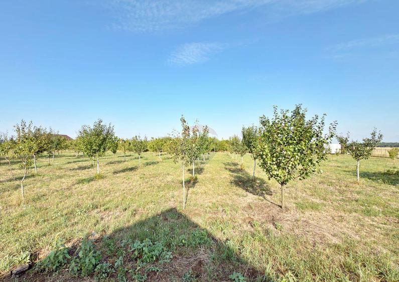 Casa cu 2 camere de vanzare loc. Frumu?eni, jud. Arad - 8