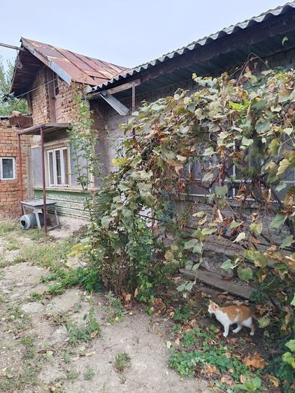 Potigrafu, Crivina - 6