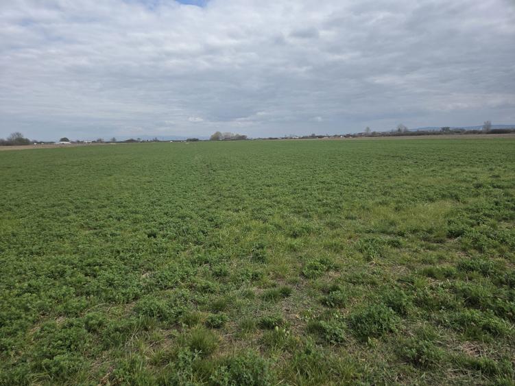 Vand teren extravilan la capatul strazii Aleco Russo in spate la noul CBA - 1