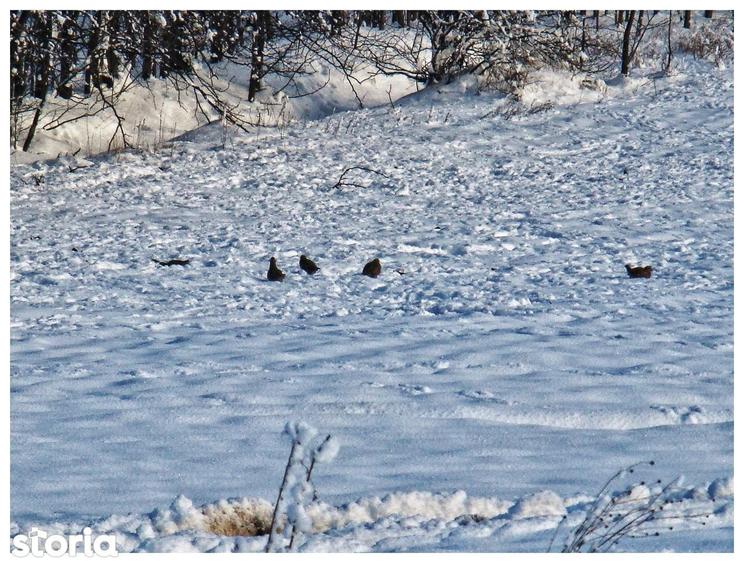 Sat Pope?ti. Curent. Padure. Aer curat, liniste, acces usor Bucuresti. - 2