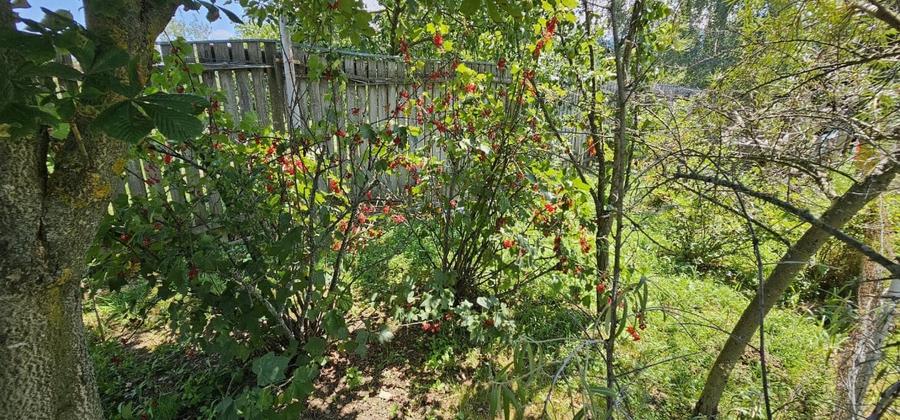 CASA VACANTA-zona pitoreasca minunata - 6