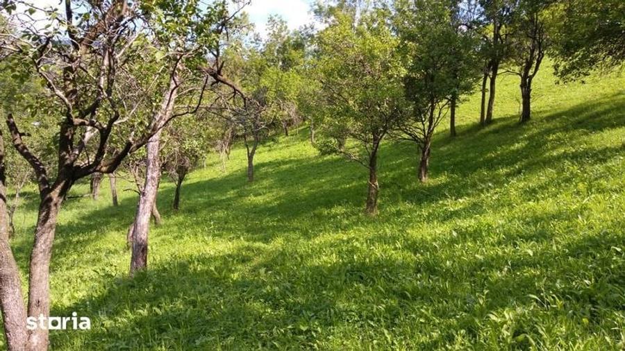 Teren de 4350 mp, în Posada