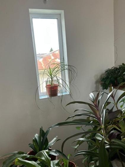 Casa + teren -centrala proprie -Cornetu -Ilfov - 7