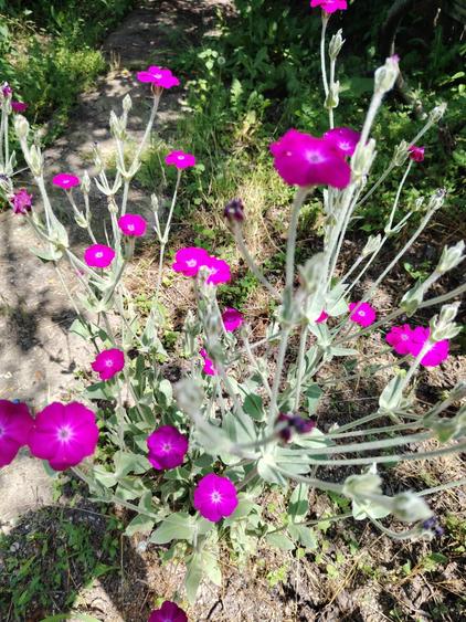 Com. Ileana, 4000 mp. teren intravilan si casa de vacanta cu deschidere la Balta - 12