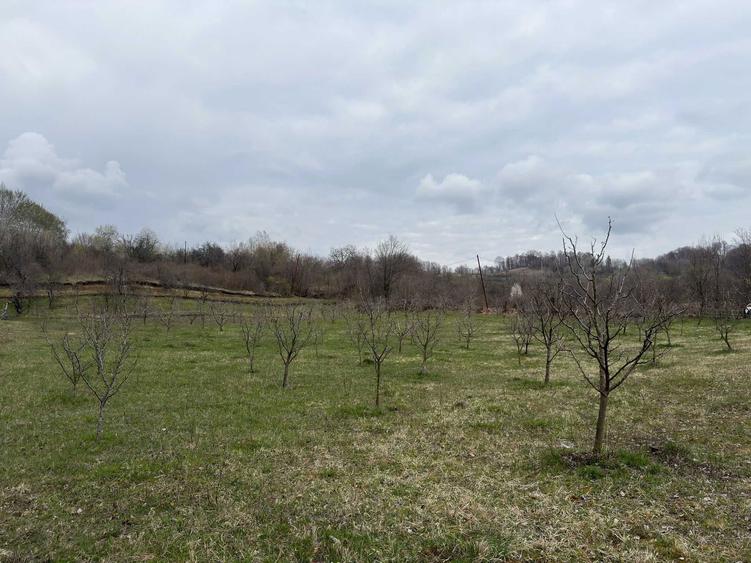 Teren / gradina de vanzare in Barbuletu, judetul Dambovita 8055 mp - 7