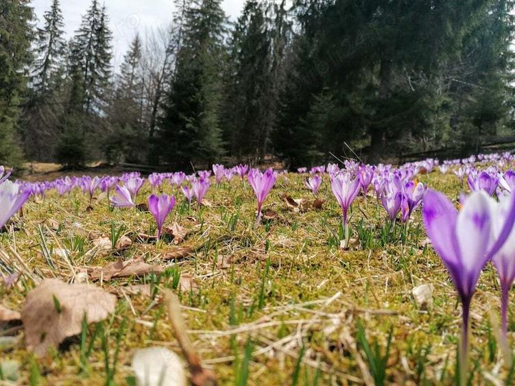 Inima Transilvaniei - 5