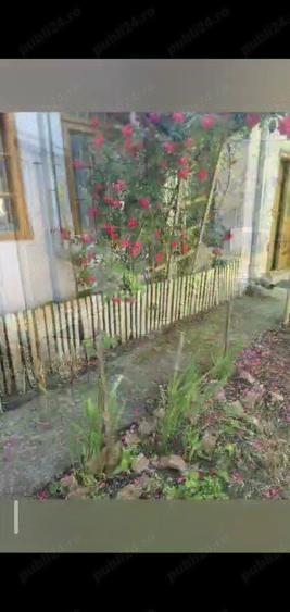 Casa centru Daneti, 80mp, curte si gradina 3.000 mp, apa + curent - 9