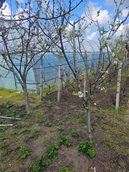 Casa Nanov Teleorman - 1