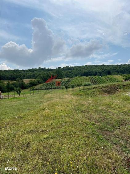 Teren Tomesti 3750MP - 5