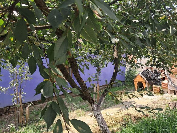 Casa singur in curte in Guserita - 9