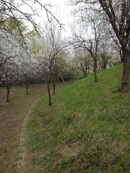 Vand teren intravilan , cultura de vie si casa batraneasca - 9