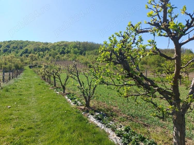 Teren de 76393 mp, în Vladimir