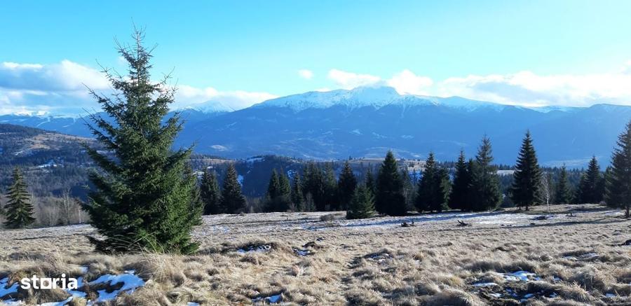 Vand teren 47.8 HA intravilan + extravilan Moisei/Viseu - 8