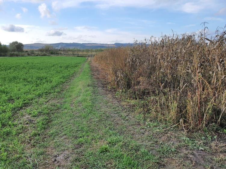 Oferta Teren 2.800 mp.26 euro mp.Sangeorgiu de Mures - 3