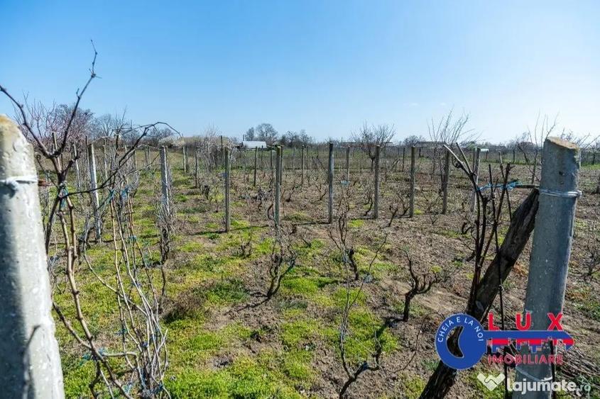 ID 6675 EXCLUSIVITATE - Teren cu casa in Sat Lunca- DELTA DUNARII - 3