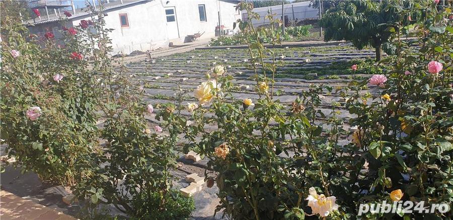 Proprietar vand casa in Topraisar- Constanta - 1