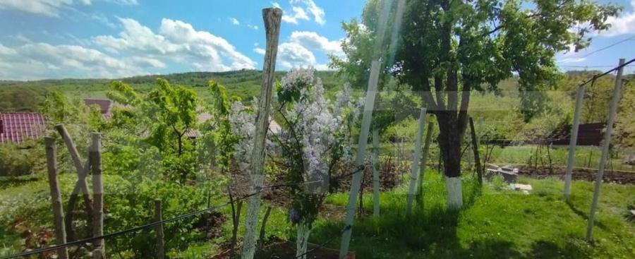 Casa+ casa vacanta, 2200 mp livada, Schitu-Duca - 11