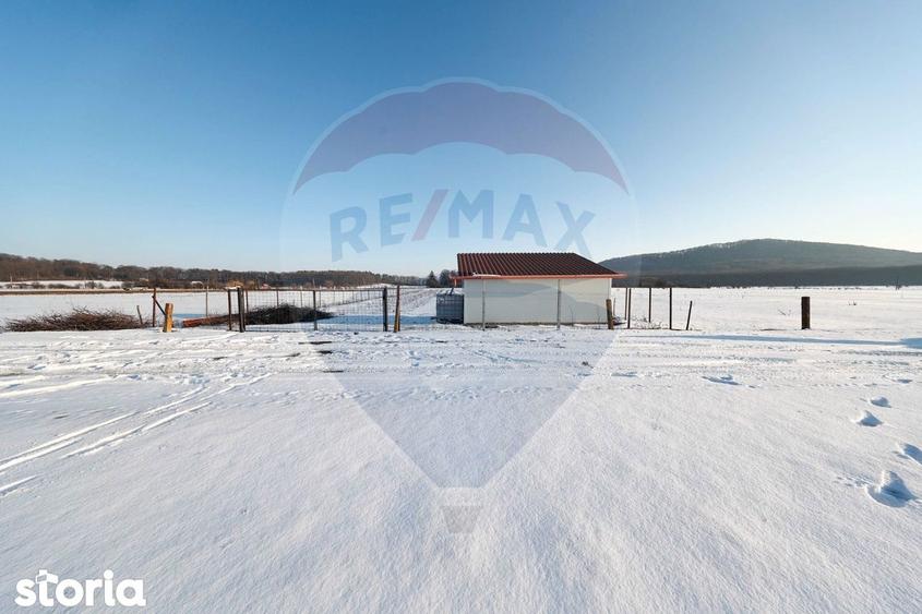 PLANTATIE ARONIA- TEREN AGRICOL - 11