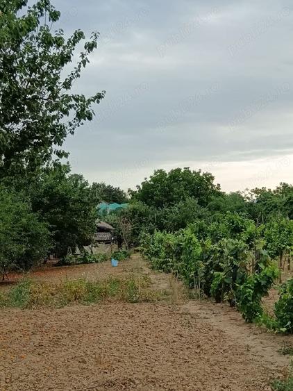 Vand proprietate cu casa batraneasca in com Leu, Dolj. - 2