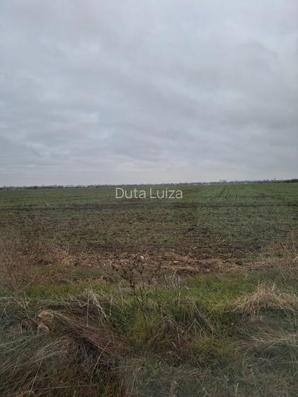 TEREN INTRAVILAN DE VANZARE ADUNATII COPACENI/ 2 PARCELE