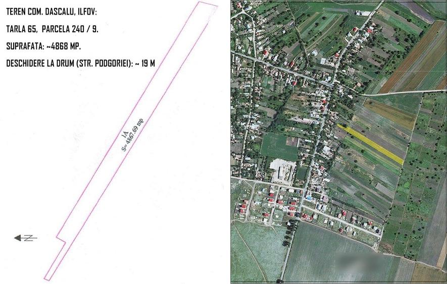 Teren comuna Dascalu tarlaua 65 in suprafata de 4867 m strada Podgoriei - 1