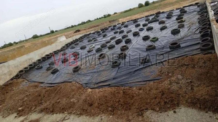 Ferma zootehnica func?ionala, populata cu peste 200 capete bovine, aproape de Sannicolau Mare - 2