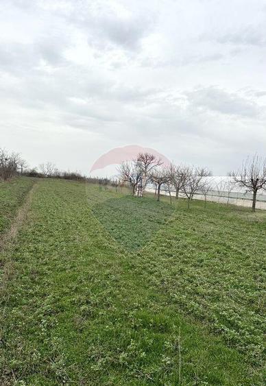 Teren 1944 mp + Casa - 65 mp, Darasti-Vlasca Giurgiu/ 20 ... - 11