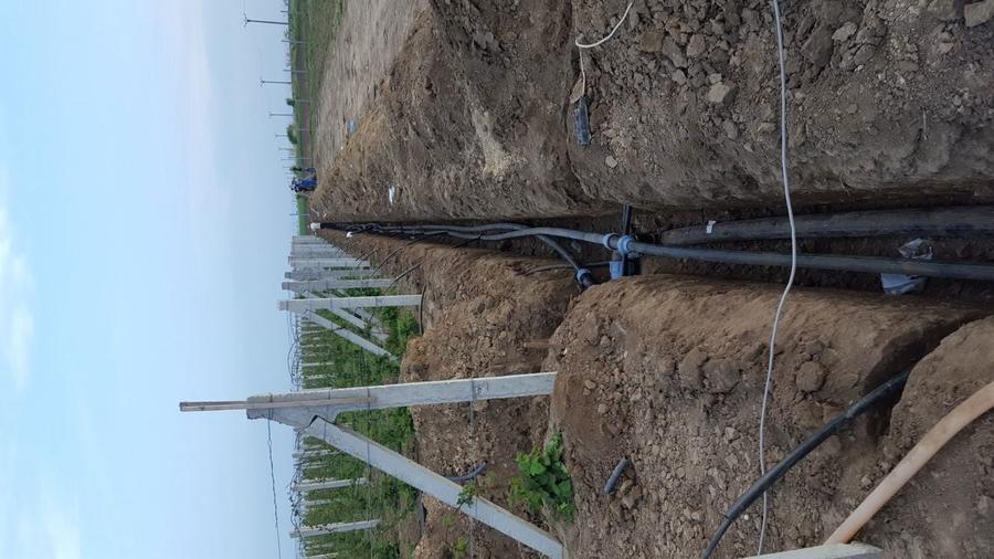 URGENT ..Teren agricol Ferma de mure , zmeura si pomi fructiferi - 3