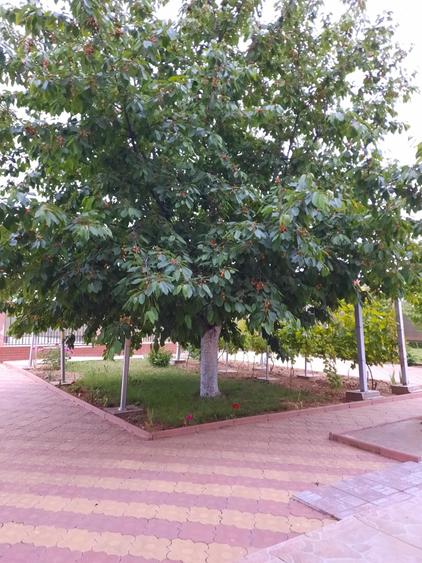 Vila P+E, 18 Km de Bucuresti-Adunatii Copaceni - 19