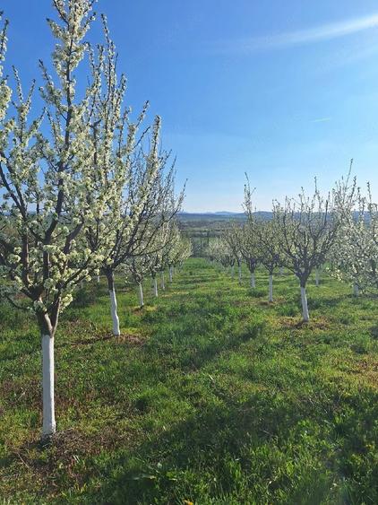 Casă cu 2 camere cu Teren 4000 Mp în Ghida