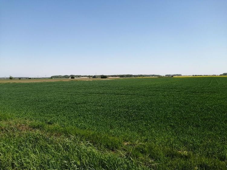 Teren intravilan 5114 mp in comuna 1 Decembrie - Ilfov - 3