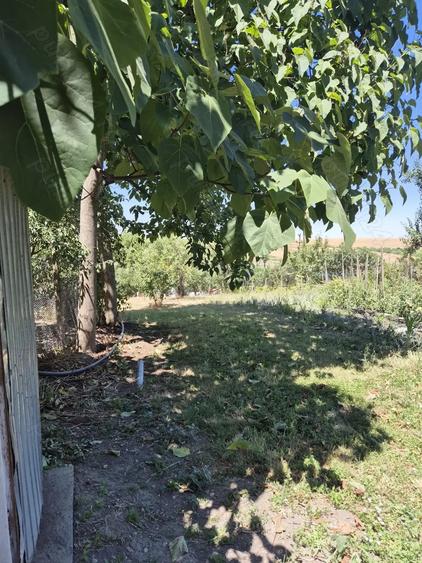 Casa saseasca de vanzare Zabrani, Arad - 8