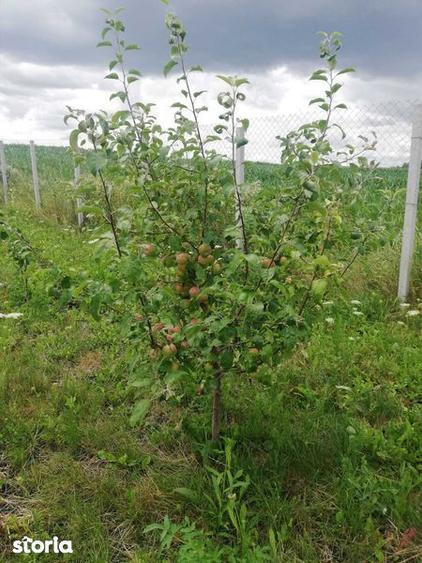 Vand TEREN CU LIVADA 23,5 ARI, Scheia, Trei Movile - 8