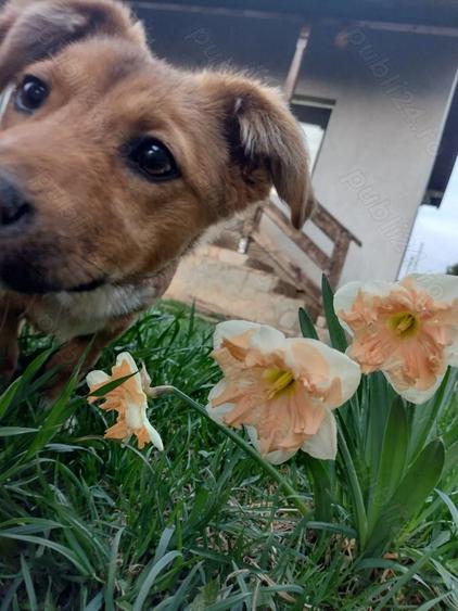 Casu?a de vanzare - 2