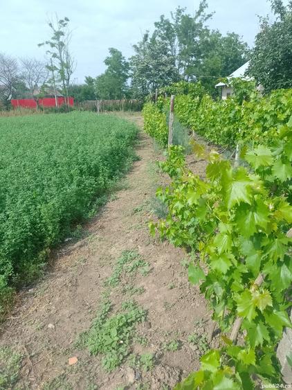 Vand casa in Amara judetul Buzau - 1