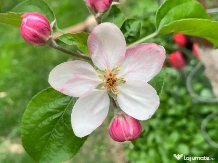 Vila superba direct de la proprietar Corbeanca - 17