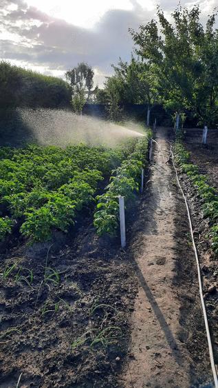 Casa de vanzare Lovrin - 3