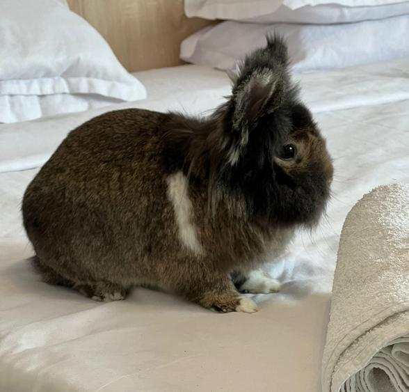 Valea Oltului Vânzare - 2 Camere + Boxă + Garaj - AK251-F1 - 2